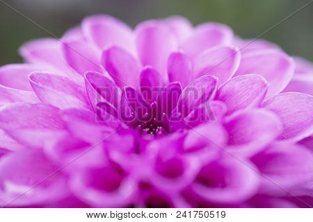 Blurred Background Pink Flower Dahlia In Summer Garden. Pompon Dahlias Flowers Pattern, Pastel Color