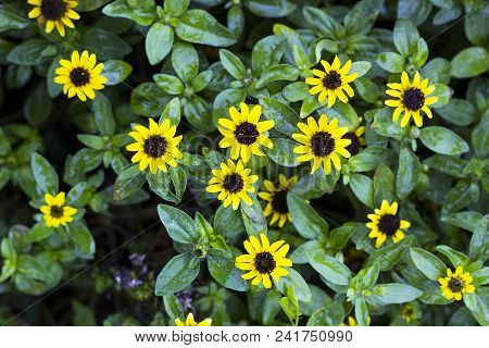 Small Yellow Flowers Sanvitalia In Summer Garden, Raining Day. Creeping Zinnias Top View