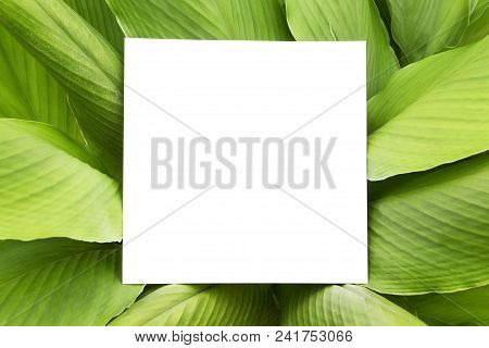 Paper Mock Up White Card On A Green Galingale Leaves. Creative Layout With Nature Concept.