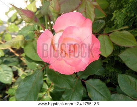 Pink Rose Blossoms On The Background Of Green Leaves Close Up