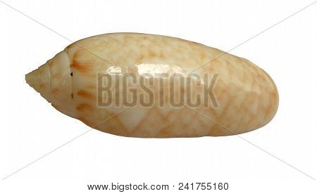 Small Oceanic Spiral Shell Isolated On White Background