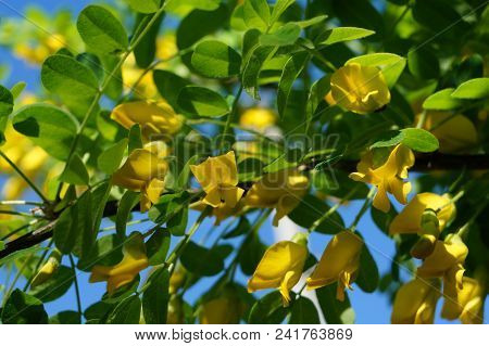 Yellow Acacia. Medical Plant Caragana Arborescens Peashrub With Beautiful Yellow Flowers In The Spri