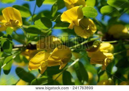 Yellow Acacia. Medical Plant Caragana Arborescens Peashrub With Beautiful Yellow Flowers In The Spri