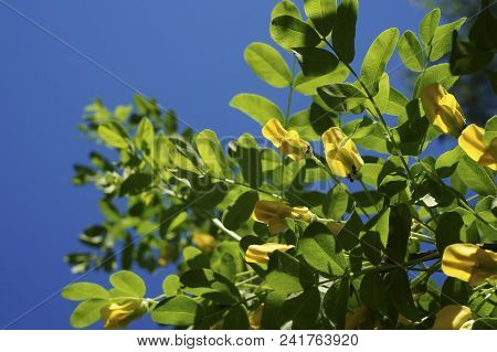 Yellow Acacia. Medical Plant Caragana Arborescens Peashrub With Beautiful Yellow Flowers In The Spri