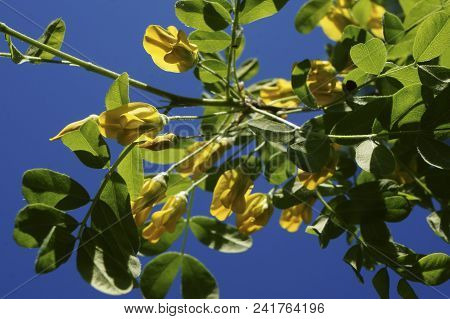 Yellow Acacia. Medical Plant Caragana Arborescens Peashrub With Beautiful Yellow Flowers In The Spri