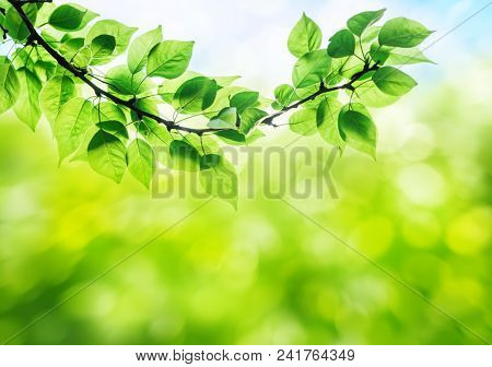 Spring Grass Background With Green Branches And Biautiful Bokeh