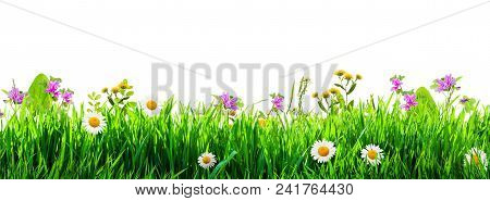 A Grass And Wild Flowers  Isolated Background