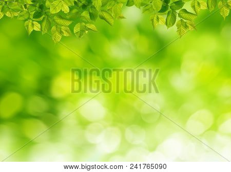 Spring Grass Background With Green Branches And Biautiful Bokeh