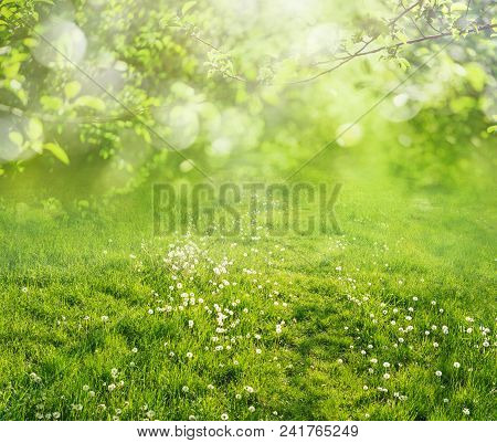 Spring Grass Background With Green Branches And Biautiful Bokeh