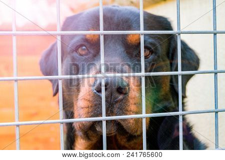 Dog Waiting Behind Wire Netting, A Labrador Looks Through A Cage, A Shelter For Dogs, A Sad Labrador