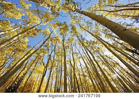 Aspen Trees With Fall Color, San Juan National Forest, Colorado, Usa
