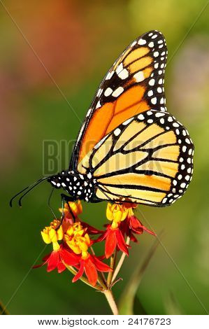 Borboleta-monarca
