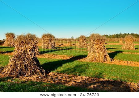Um campo de choques de milho