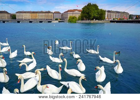 Swans in Geneve Geneva of Switzerland Swiss at Leman lake