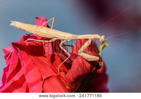 Mantis Iris Polystictica Sits On Red Rose