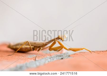 Yellow Mantis Crawls Along The Brickwork