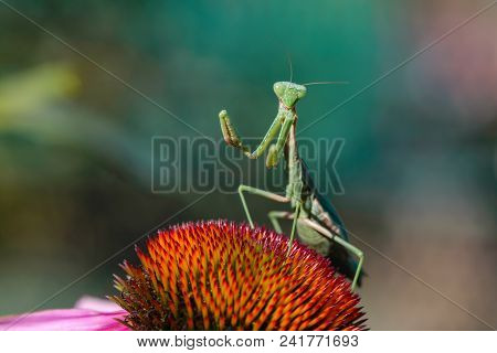Green Mantis Female Sits Flower