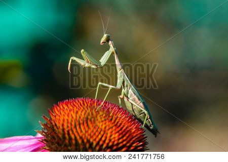 Green Mantis Female Sits Flower