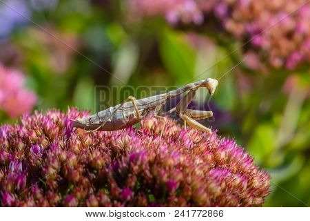 Female Mantis Sits On Flower