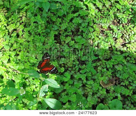 Schmetterling