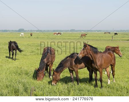 Brown Horses In Green Grassy Meadow In Dutch Polder Under Bluw Sky In The Netherlands Near Amersfoor