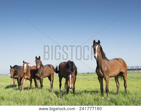 Brown Horses In Green Grassy Meadow In Dutch Polder Under Bluw Sky In The Netherlands Near Amersfoor
