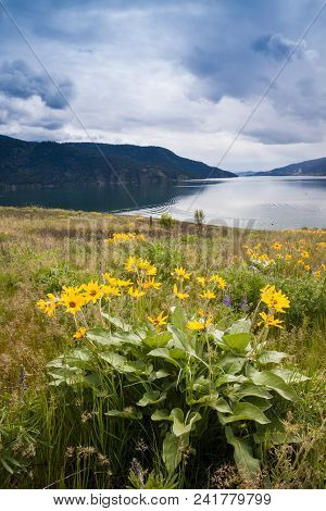 Balsamroot Flowers And Okanagan Lake Near Kelowna, British Columbia, Canada