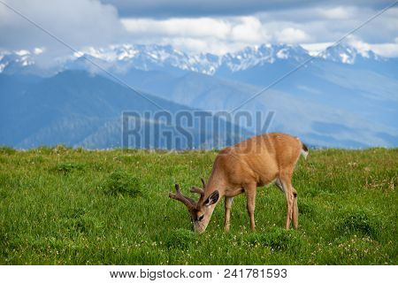Grazzing Deer On Huricane Ridge In Washington, Usa