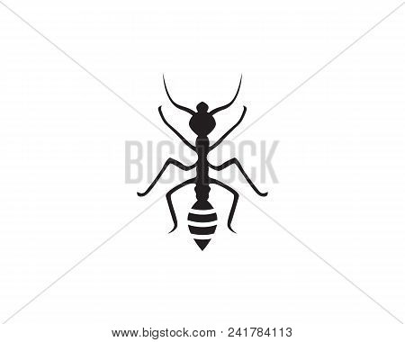Ant Logo Template Vector Illustration Design