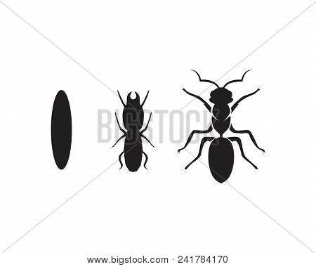 Ant Logo Template Vector Illustration Design