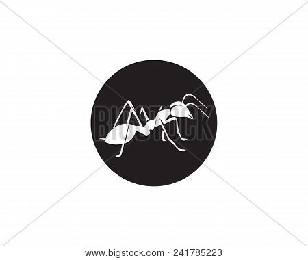 Ant Logo Template Vector Illustration Design