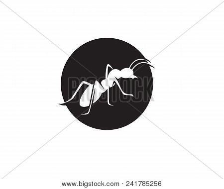 Ant Logo Template Vector Illustration Design
