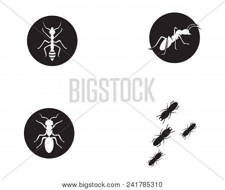 Ant Logo Template Vector Illustration Design