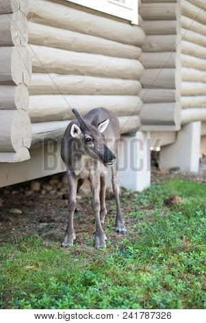 The Deer Standing Near Log House On The Ground