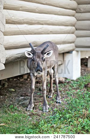 The Deer Standing Near Log House On The Ground