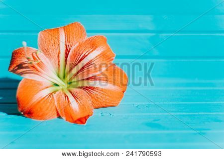 Pink Red Flower Amarylis Hippeastrum On A Blue Background, Copy Space.