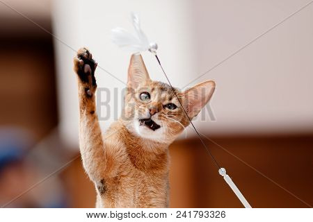 Abyssinian Cat Plays With Toy Long Ears And Short Hair