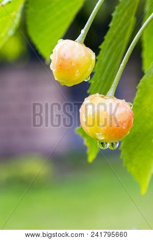 Organic Yellow Cherry Branch After Rain. Ripe Berry Fruit Tree With Raindrops, Summer Time Garden Ba