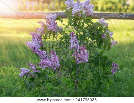 Blossoming Young Lilac Bush In Sunny Day, Spring Flowering, Rustic Style