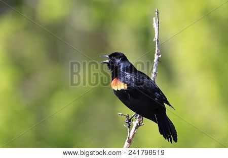 Red-winged Blackbird (agelaius Phoeniceus) Sitting On A Stick