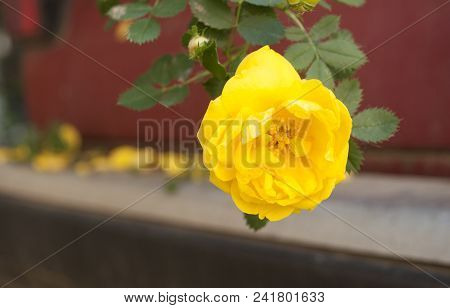 Close Up Beautiful Yellow Rose With Many Layers Of Petals.