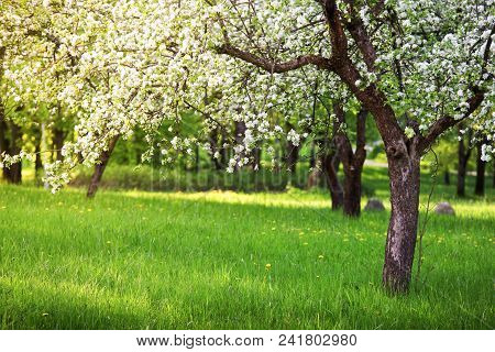 Apple Garden In Spring Morning