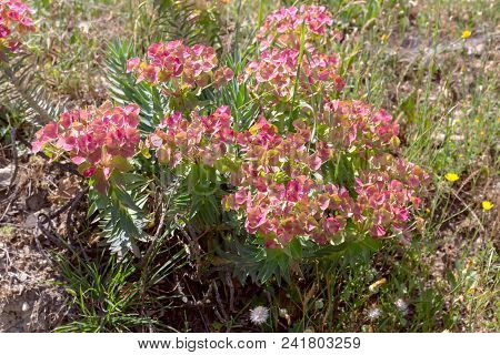 A Useful Plant Spurge (euphorbia Rigida) Grows And Blossoms In The Mountains Close-up On A Spring Da