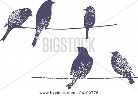 Aves en la rama.