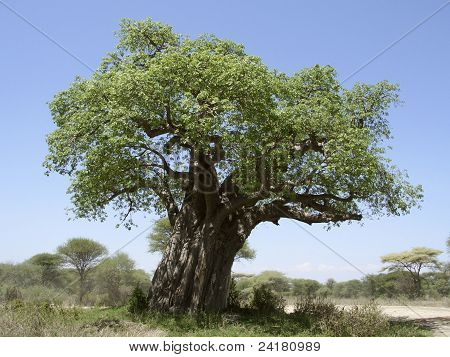 Baobab เครื่องมือต้นไม้