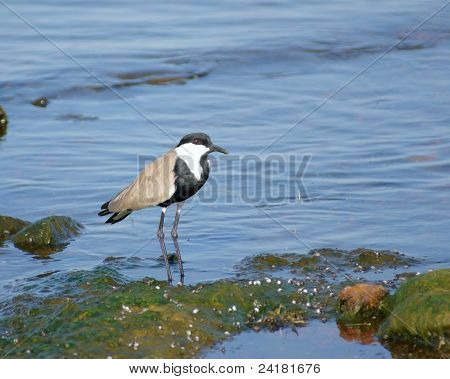 Spur-winged Lapwing In Africa