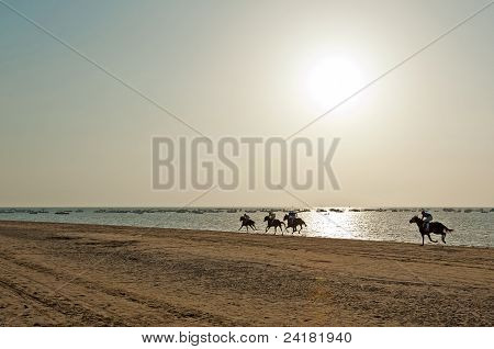 Rennen Pferde am Strand