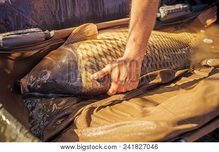 Hand Hold Alive Carp In Wet Basket Stretcher. Big Fish Catch In Water On Sunny Day. Carp Fishing, An