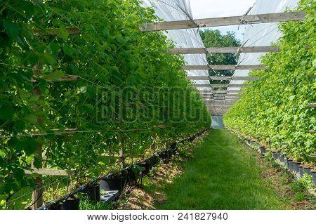 Indoor Bio Farming In Netherlands, Greenhouse With Rows Of Cultivated Raspberry Plants In Spring Sea