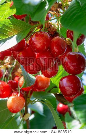 Organic Sweet Cherry Ripening On Cherry Tree Close Up, Sunny Day
